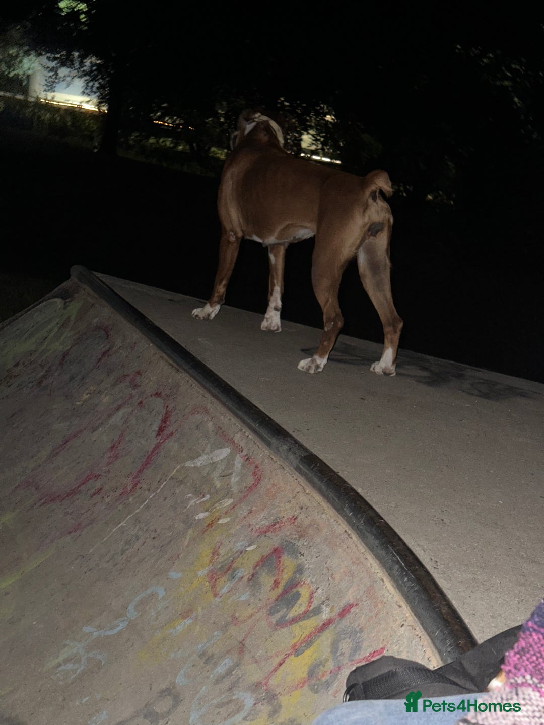 Boxer dogs for sale: Boxer sisters  - Advert 8