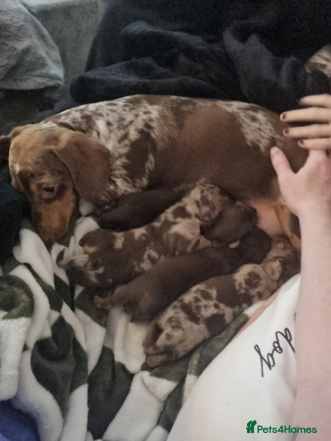 Miniature Dachshund dogs for sale: KC reg miniature smooth haired dachshund puppies - Advert 2