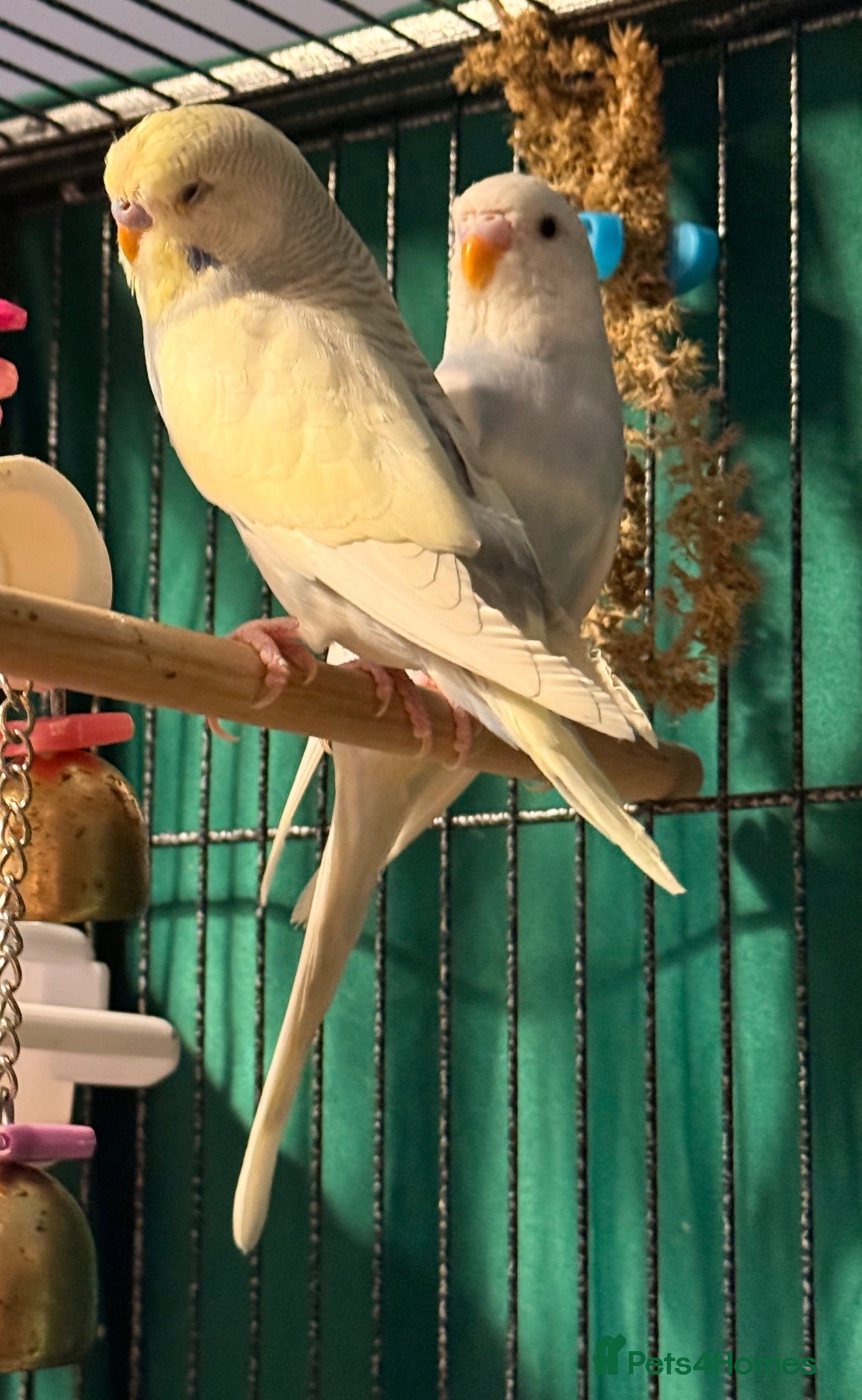 Budgerigars birds pair of bonded young budgies wa7 area  - Advert 2