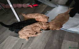 Cavapoo dogs for sale: REDUCED AMAZING F1 cavapoo puppies  - Image 27