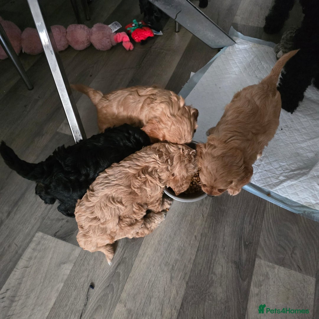 Cavapoo dogs for sale: REDUCED AMAZING F1 cavapoo puppies  - Image 27