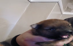 Pomeranian dogs for sale: Pomerian pups  - Image 14