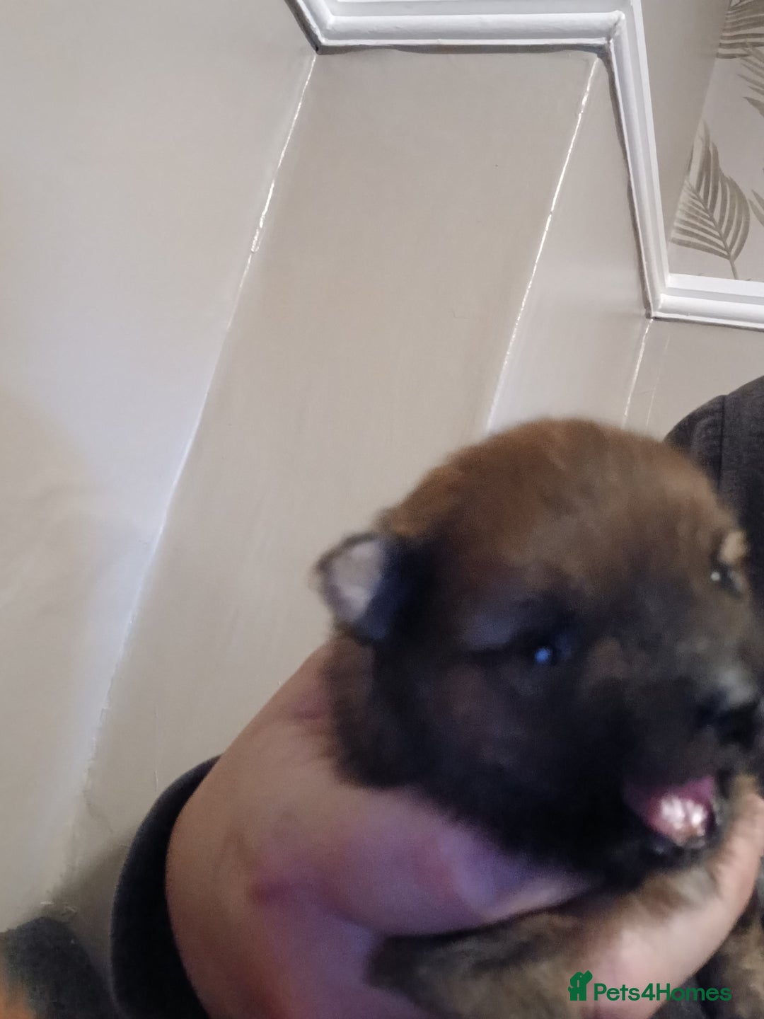 Pomeranian dogs for sale: Pomerian pups  - Image 14