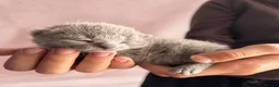 Russian Blue cats for sale: TICA PURE PEDIGREE RUSSIAN BLUE KITTENS  - Advert 19