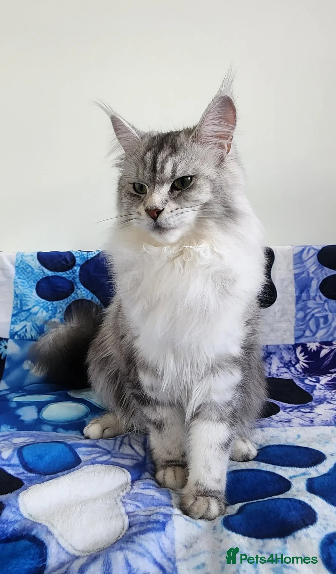 Maine Coon cats for sale: 💫💫Beautiful Maine Coon Kittens💫💫 - Advert 2