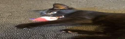 Mixed Breed cats for sale: 3 Playful Black Brother Kittens Looking for Homes - Advert 8