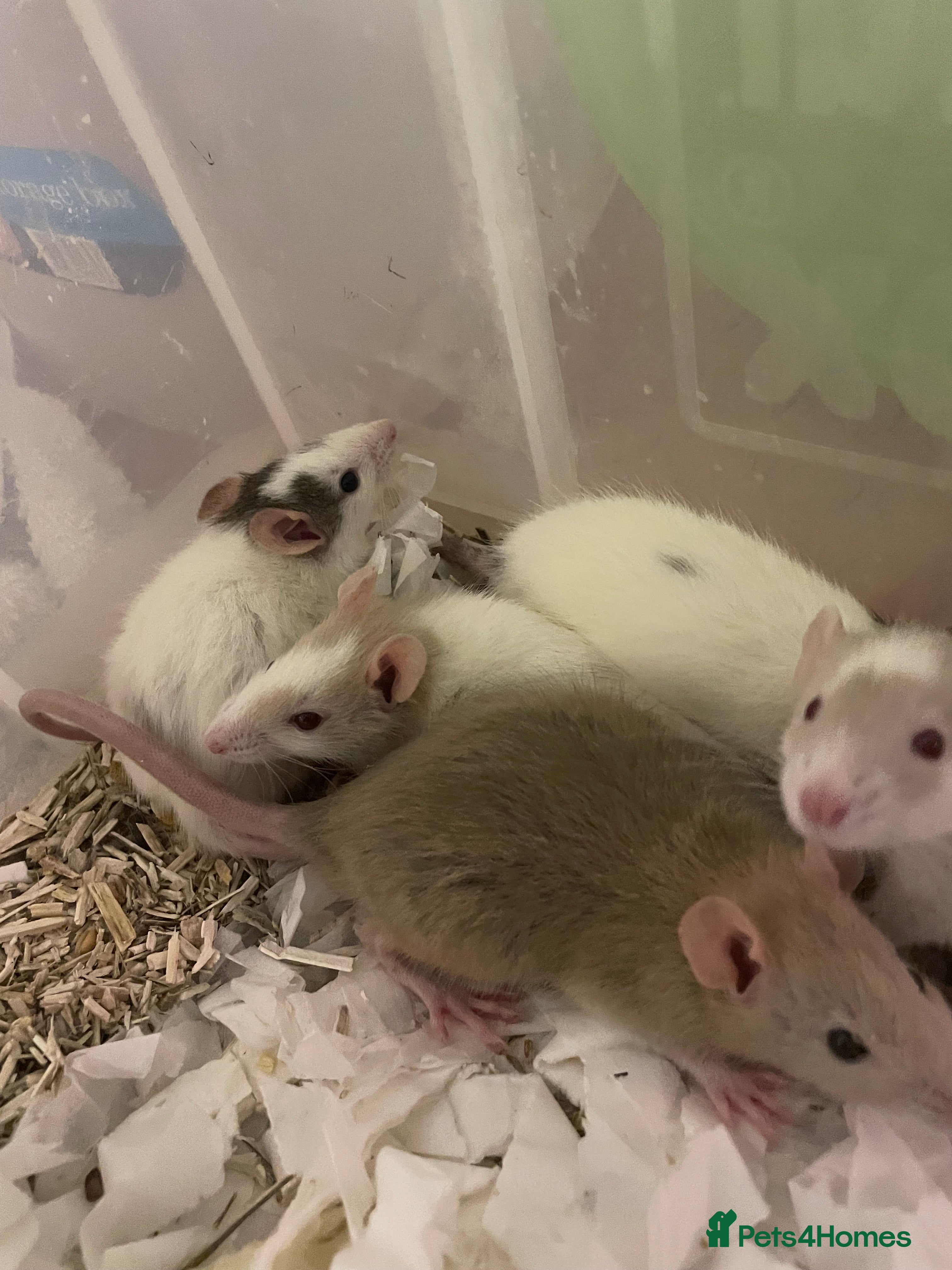 Rat rodents Baby rats for sale - Advert 2