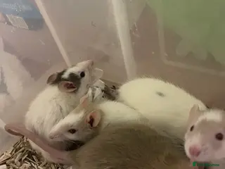 Rat rodents Baby rats for sale - Advert 2