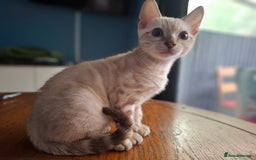 Bengal cats for sale: Prenium TICA registered Bengal Kittens - Image 37