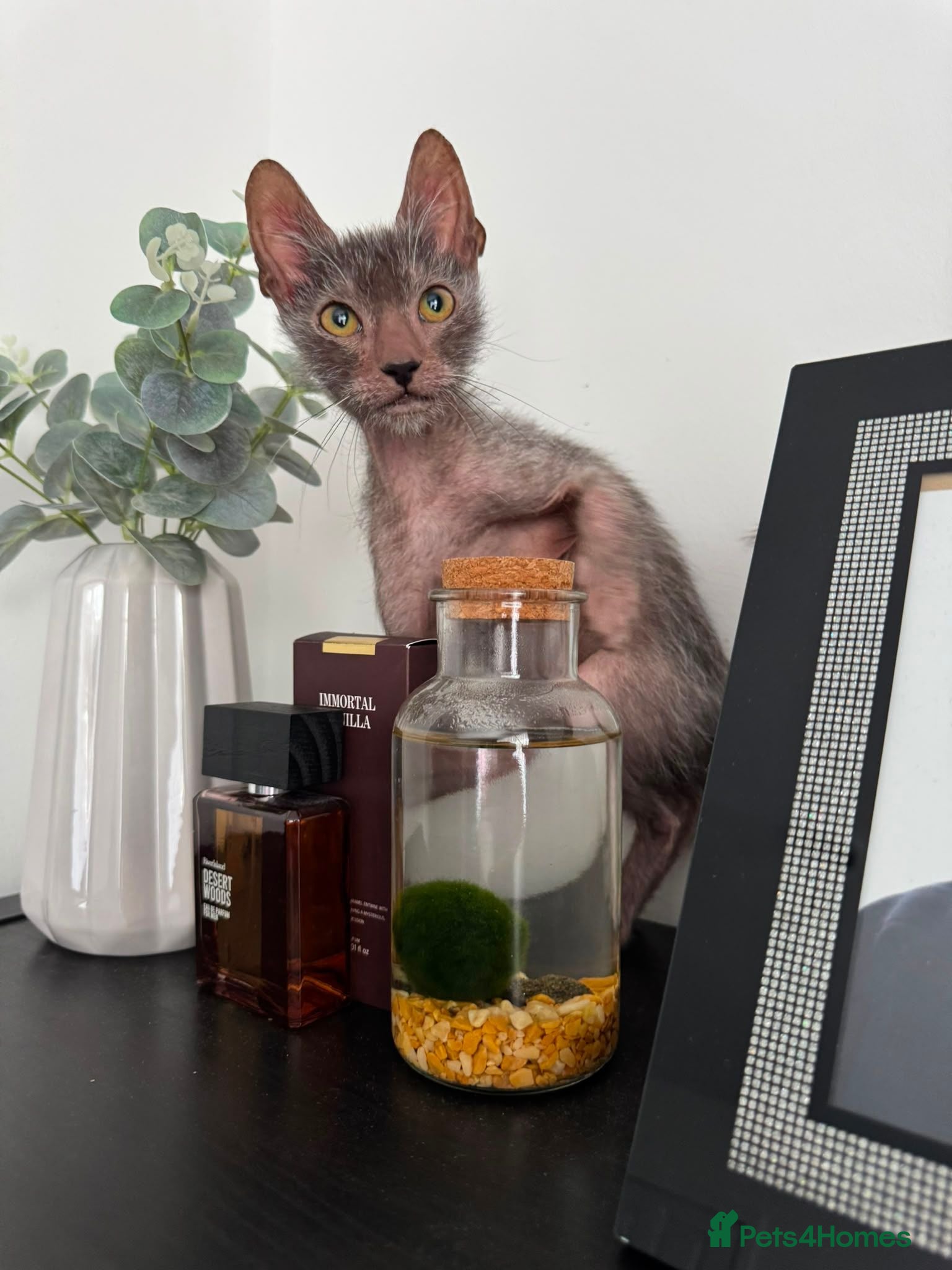 Lykoi cats Lykoi Pure Kitten - Advert 5