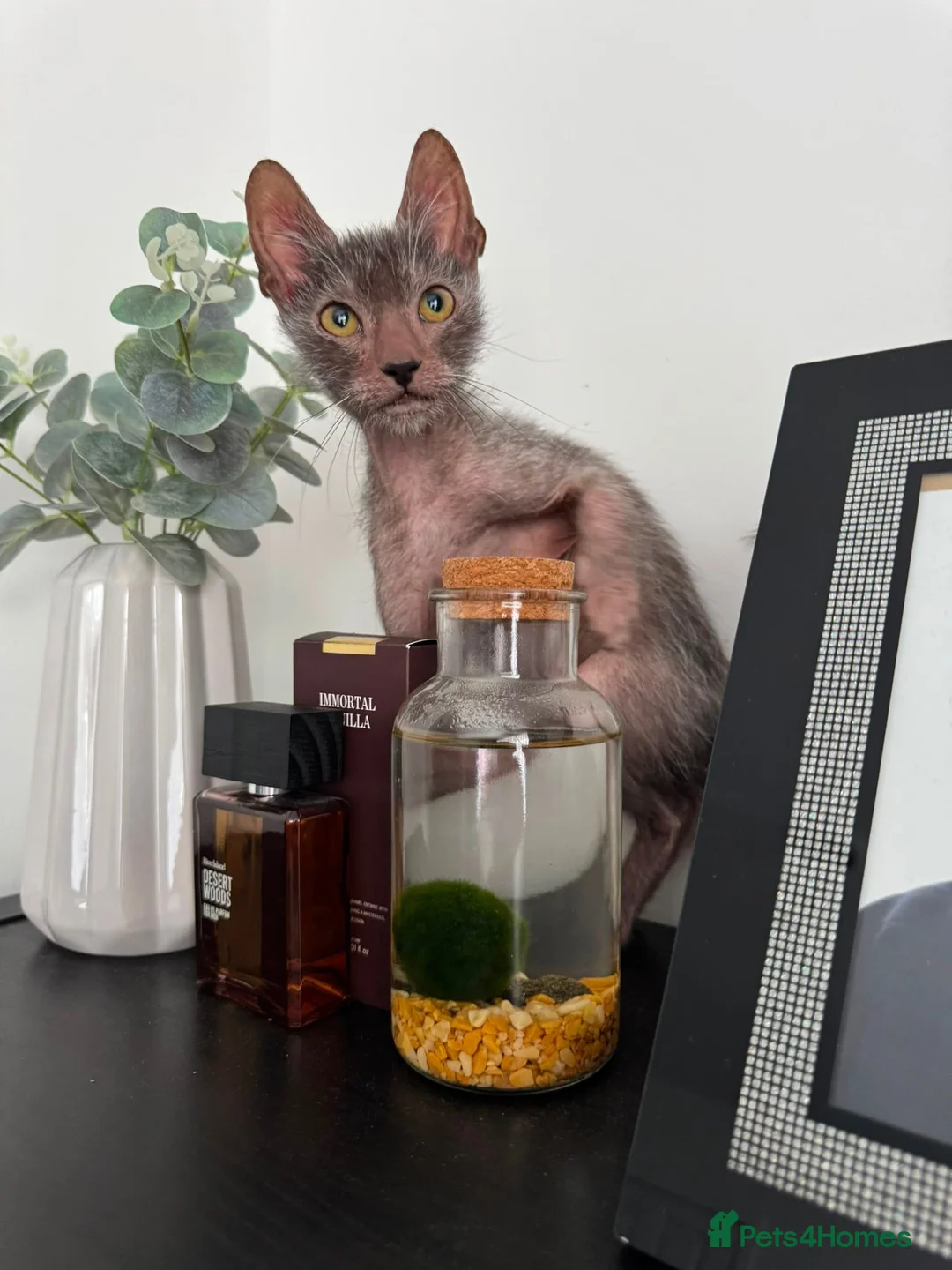 Lykoi cats for sale: Lykoi Pure Kitten - Advert 1