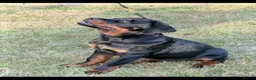 Rottweiler dogs for sale: Beautiful Male Rottweiler - Advert 3