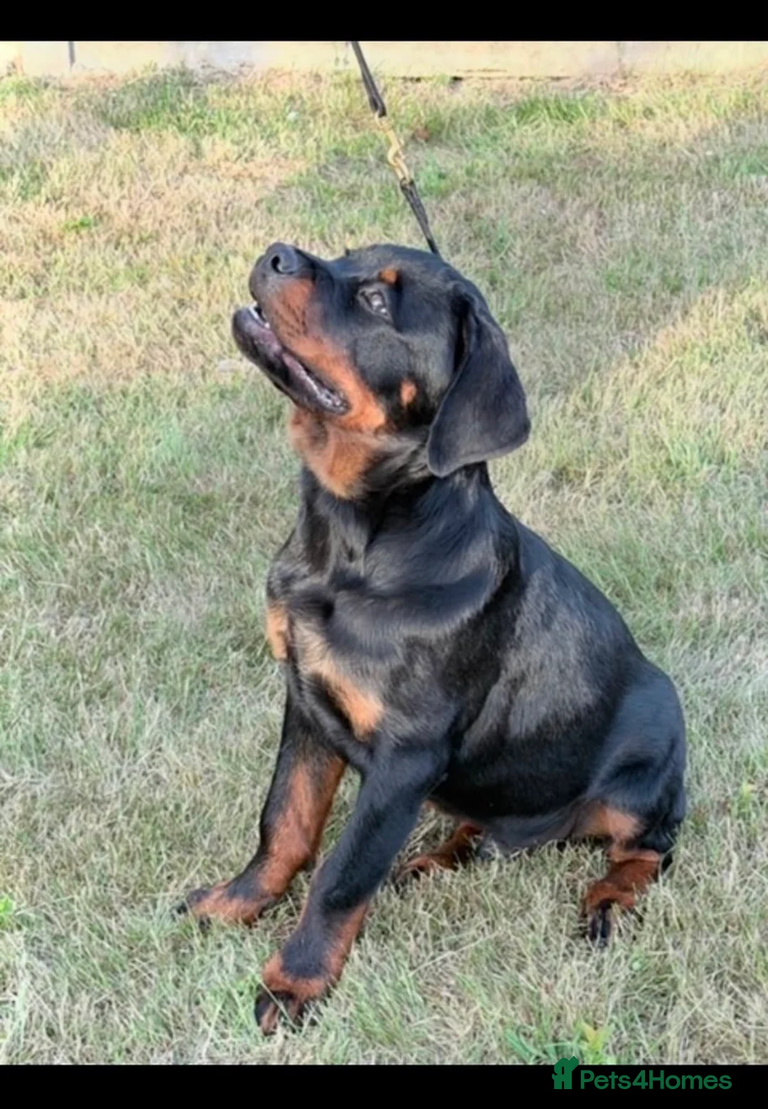 Rottweiler dogs for sale: Beautiful Male Rottweiler - Advert 3