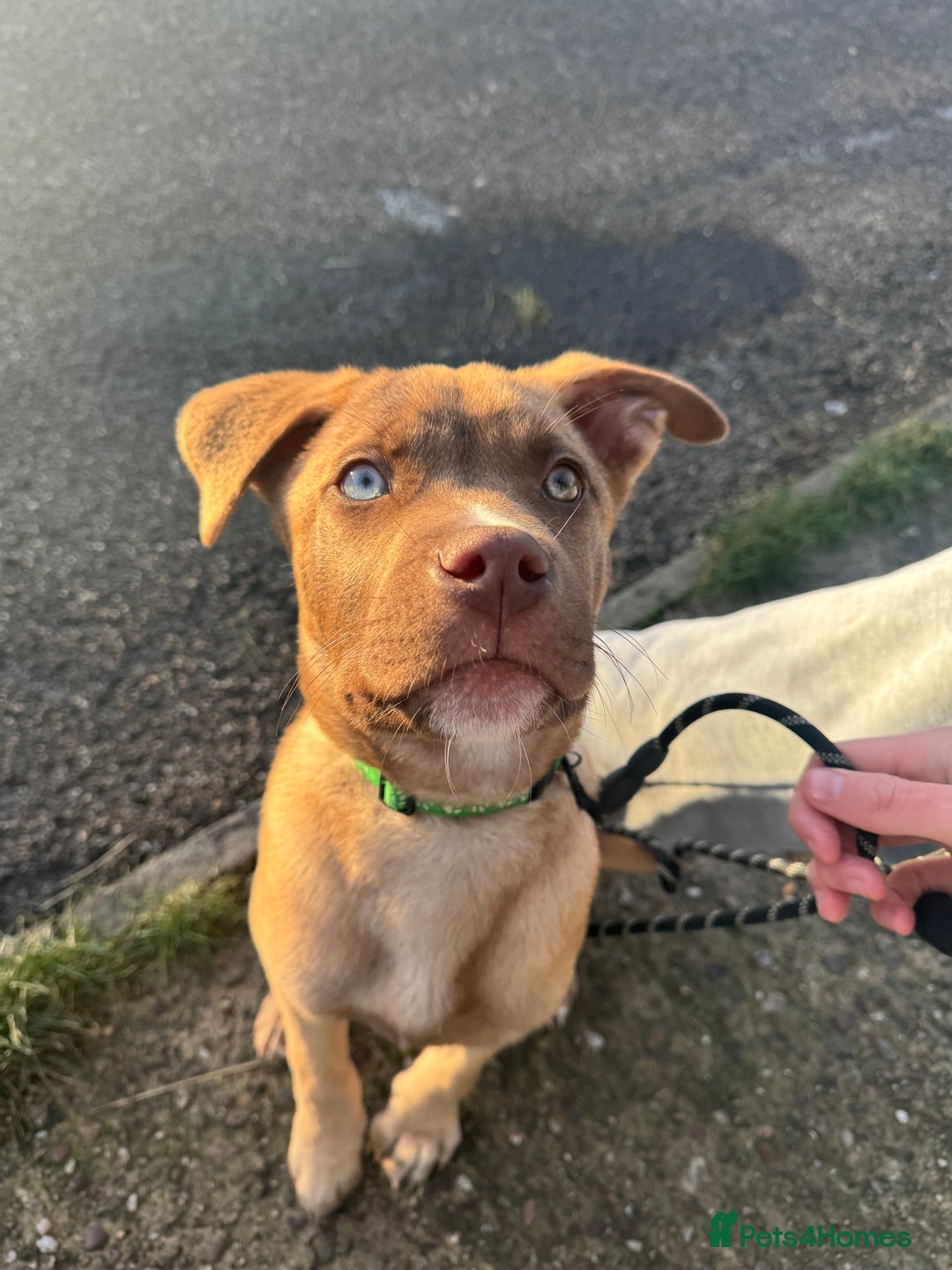 Mixed Breed dogs for sale: Male puppy for sale  - Advert 5