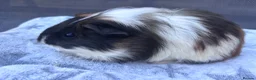 Guinea Pig rodents for sale: One Male Guinea pig 💙 - Advert 2