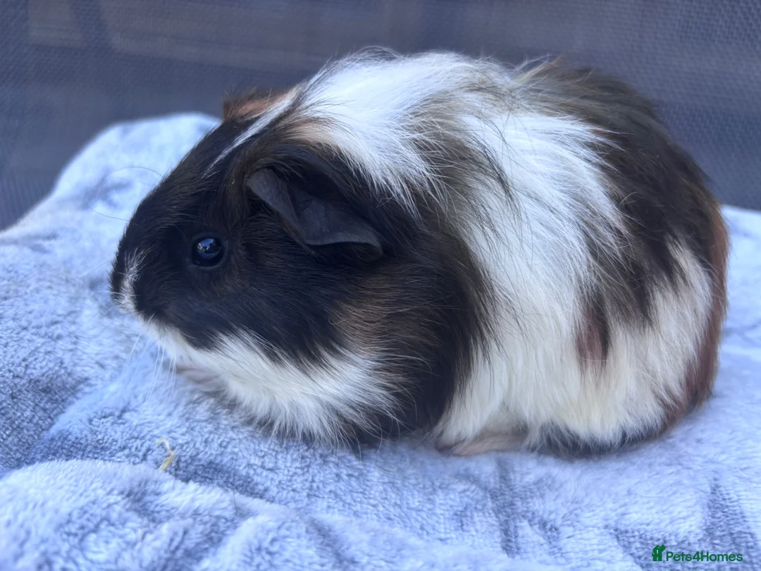 Guinea Pig rodents for sale: One Male Guinea pig 💙 - Advert 2