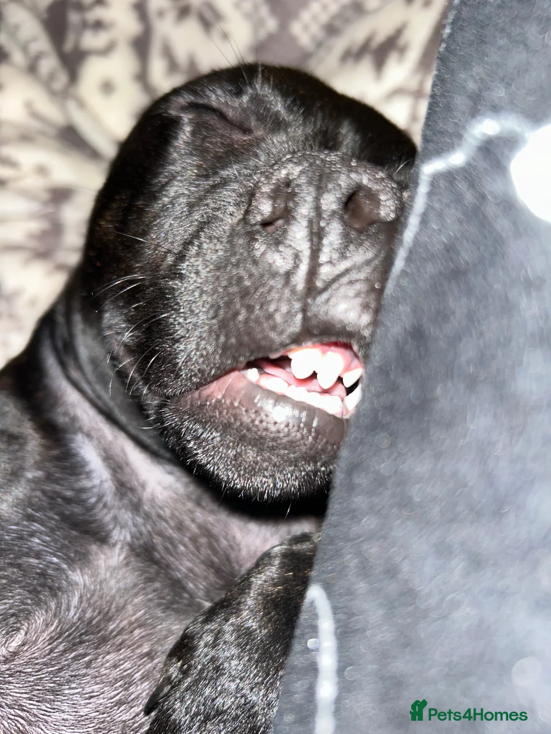 Staffordshire Bull Terrier dogs for sale: Staffordshire bull terrier in need of urgent home  - Advert 4