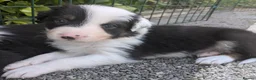 Border Collie dogs for sale: Border Collie Puppies  - Advert 18