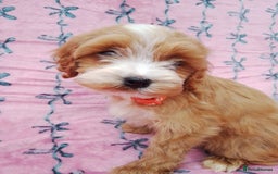 Cavapoo dogs for sale: Exceptional cavapoo puppies  - Image 27