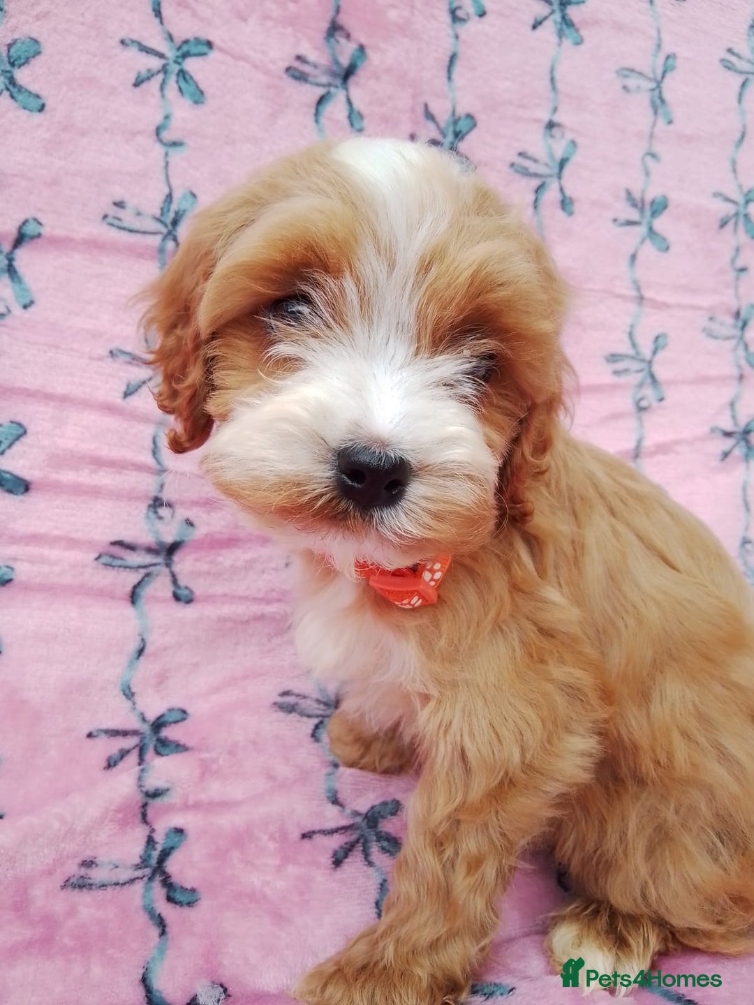 Cavapoo dogs for sale: Exceptional cavapoo puppies  - Image 27