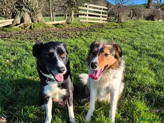 Border Collie dogs Border Collie Pups - Advert 11