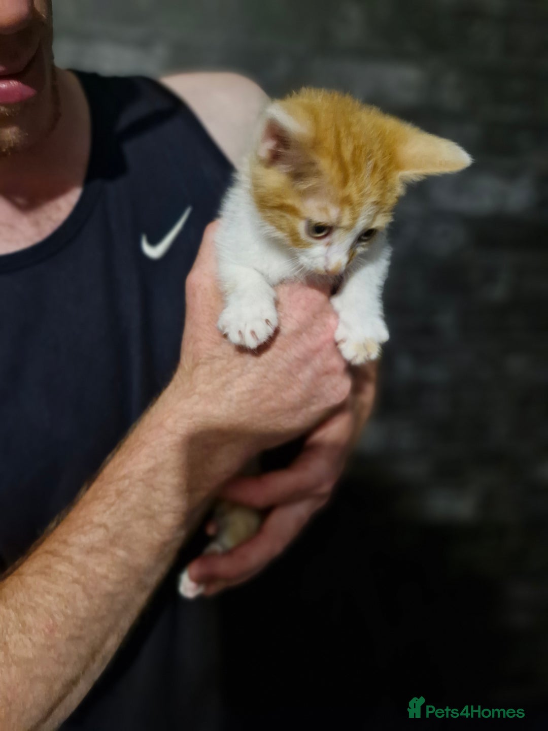 Mixed Breed cats for sale: Kittens ready for there forever homes - Image 6
