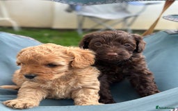Cavapoo dogs for sale: Beautiful & Healthy Cavapoo Puppies   - Image 6
