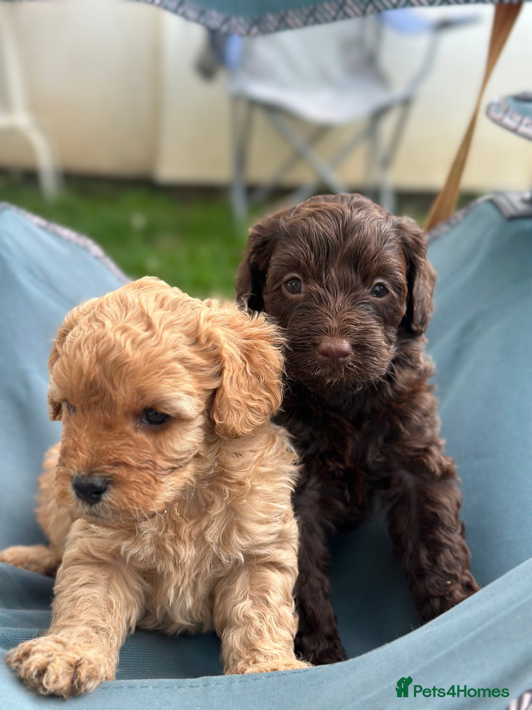Cavapoo dogs for sale: Beautiful & Healthy Cavapoo Puppies   - Image 6