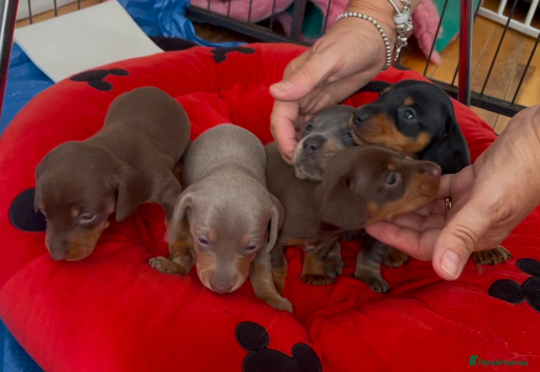 Dachshund dogs for sale: 5 beautiful miniature Dachshund puppies - Image 11