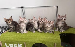 Maine Coon cats for sale: Maine coon polydactyl kittens DNA clear  - Image 10
