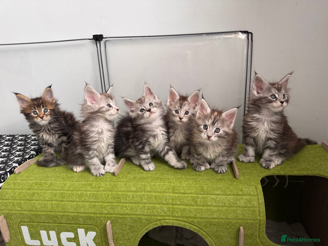 Maine Coon cats for sale: Maine coon polydactyl kittens DNA clear  - Image 10