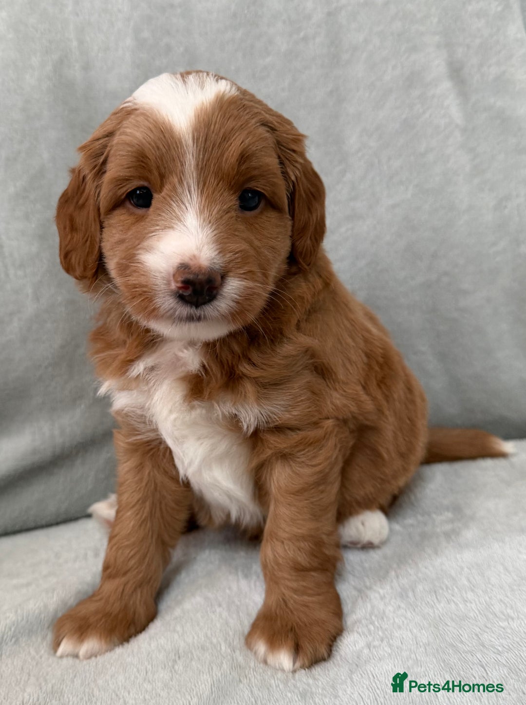 Australian Labradoodle dogs for sale: Australian Labradoodle Puppies  - Advert 4