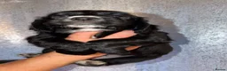 Cocker Spaniel dogs for sale: Beautiful puppies - Advert 5
