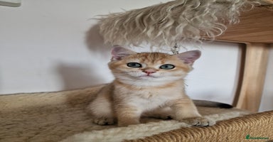 British Shorthair cats - Advert 11