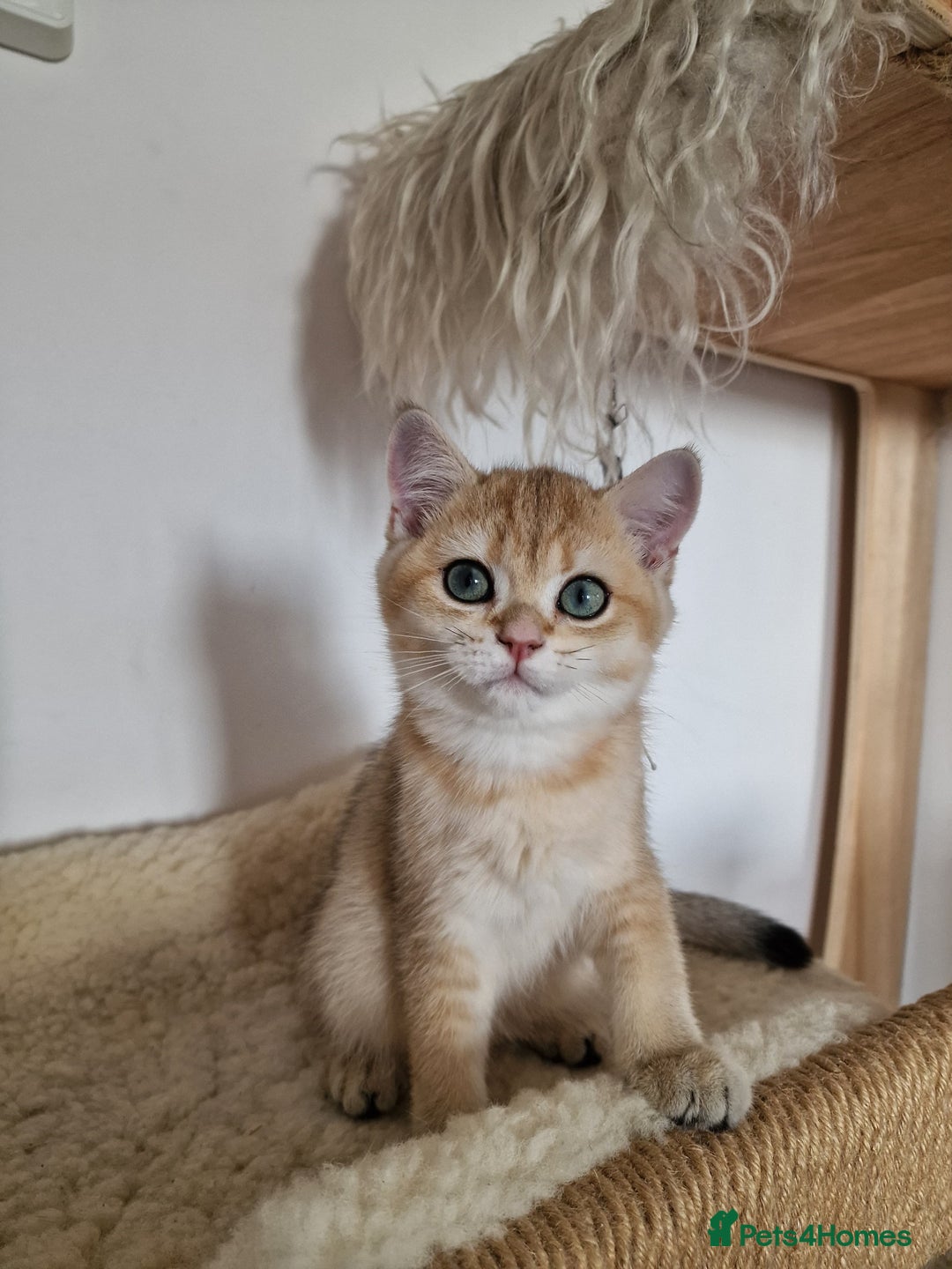 British Shorthair cats for sale: PEDIGREE BRITISH SHORT HAIR READY NOW !!! - Image 2