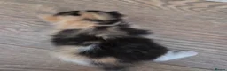 Mixed Breed cats for sale: 🐱 Bshxpersian cute kittens 🥰 - Advert 12