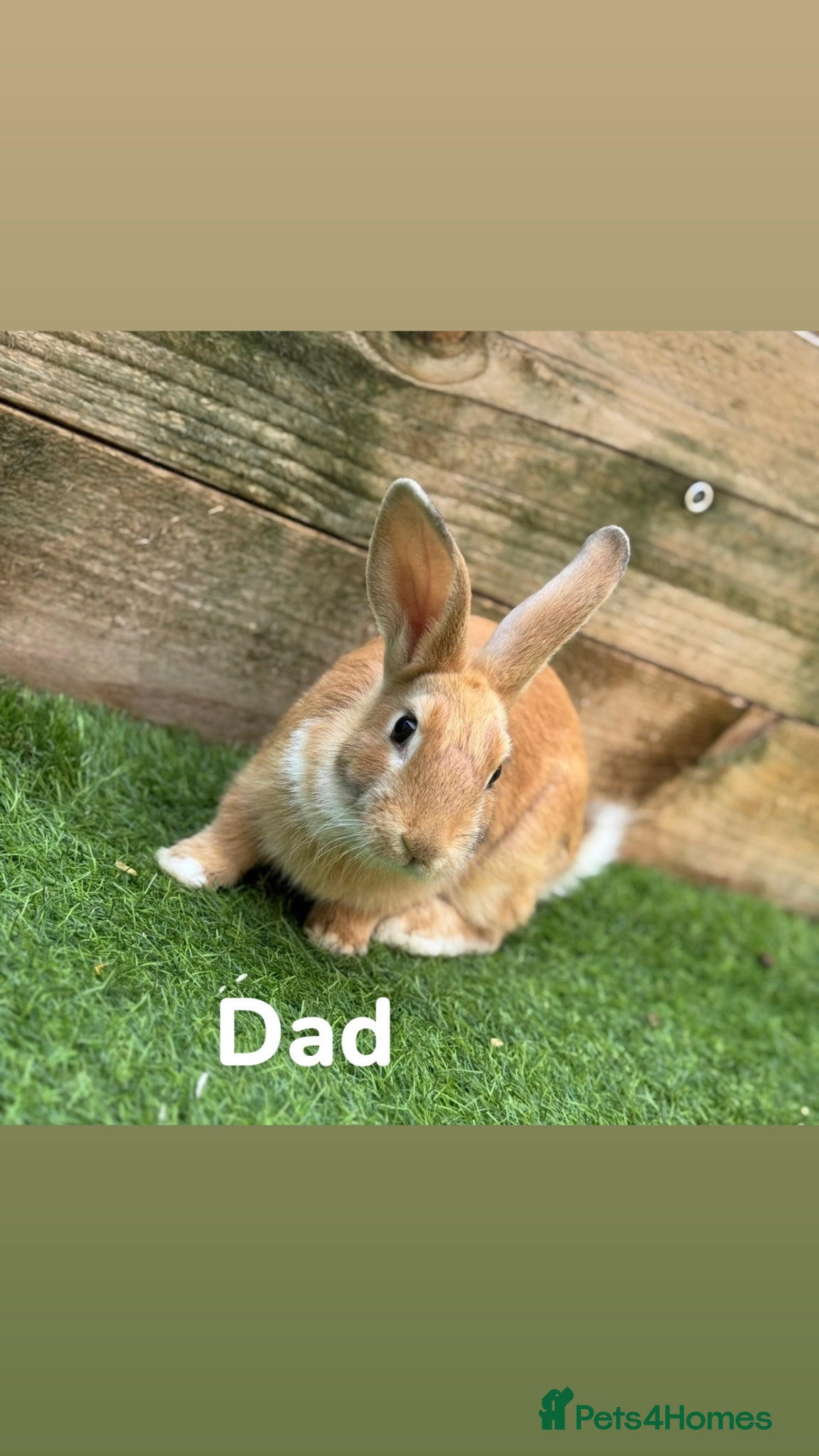 Mixed Breed rabbits Mixed Bunnies ready June 6th - Advert 2
