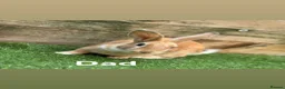 Mixed Breed rabbits for sale: Mixed Bunnies ready June 6th - Advert 2
