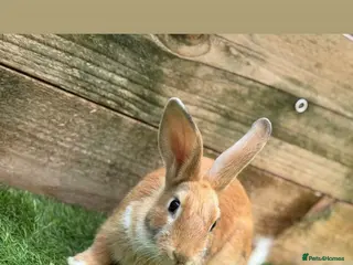 Mixed Breed rabbits for sale: Mixed Bunnies ready June 6th - Advert 3