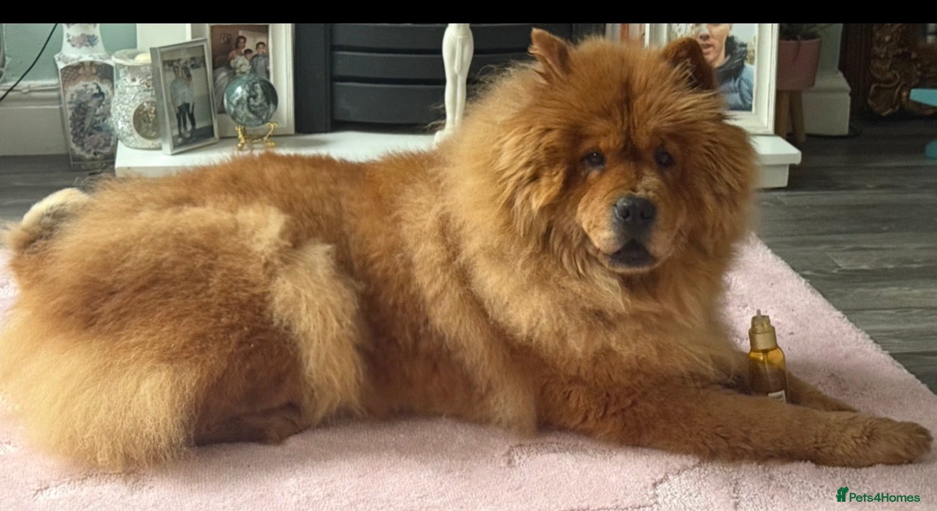 Chow Chow dogs Chow chow female  - Advert 3