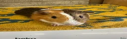 Guinea Pig rodents for sale:  Male guinea pigs for sale  - Advert 1