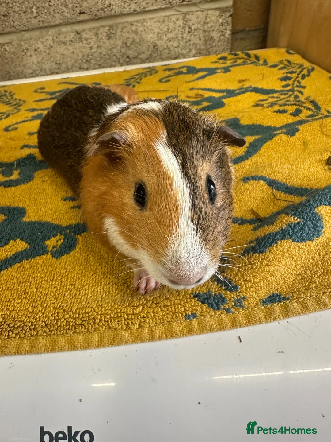 Guinea Pig rodents for sale:  Male guinea pigs for sale  - Advert 1