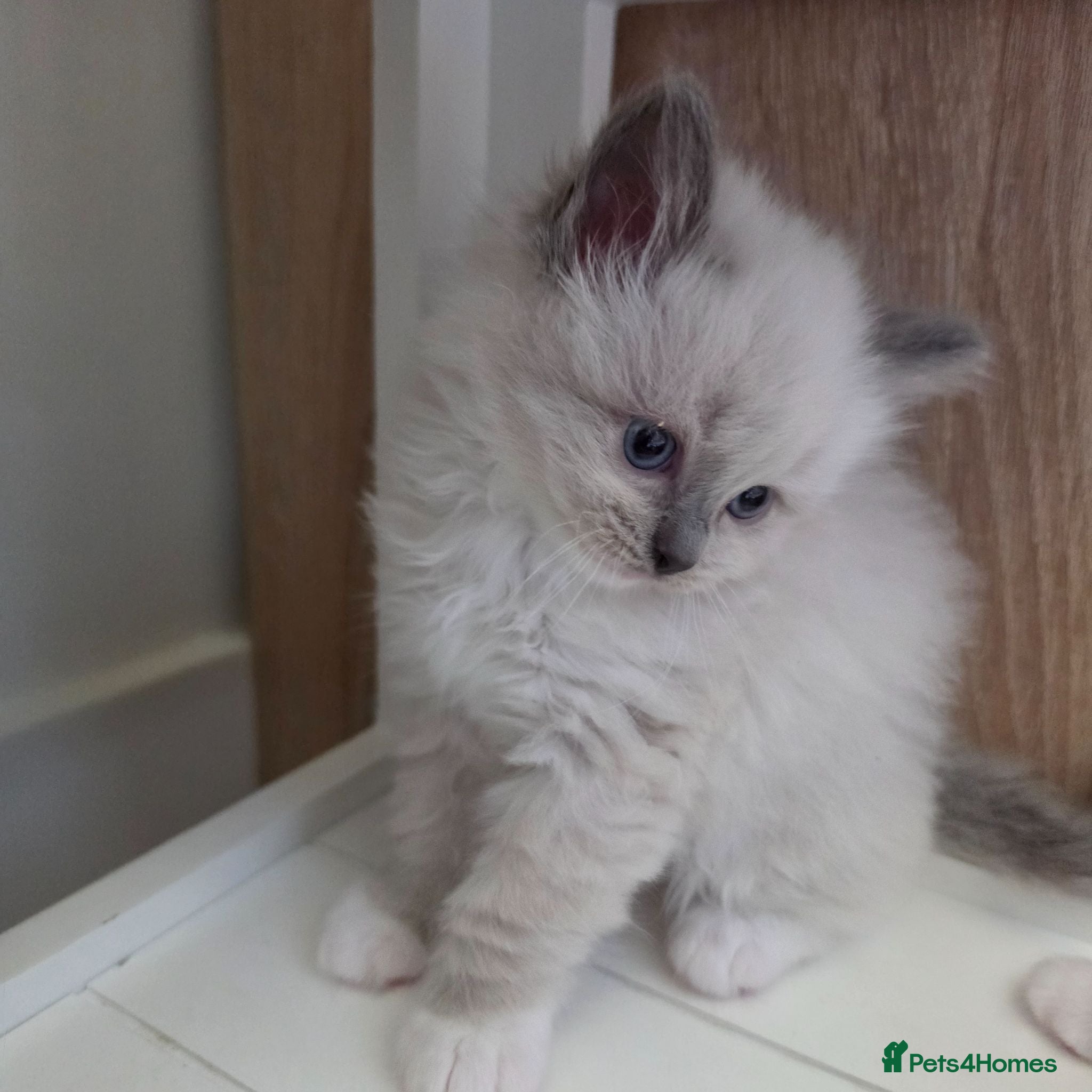 Ragdoll cats Gorgeous Ragdoll ready to leave 25 July - Advert 1