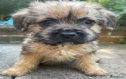 Mixed Breed dogs for sale: ❤️Beautiful Border Terrier cross puppies for sale. - Image 7