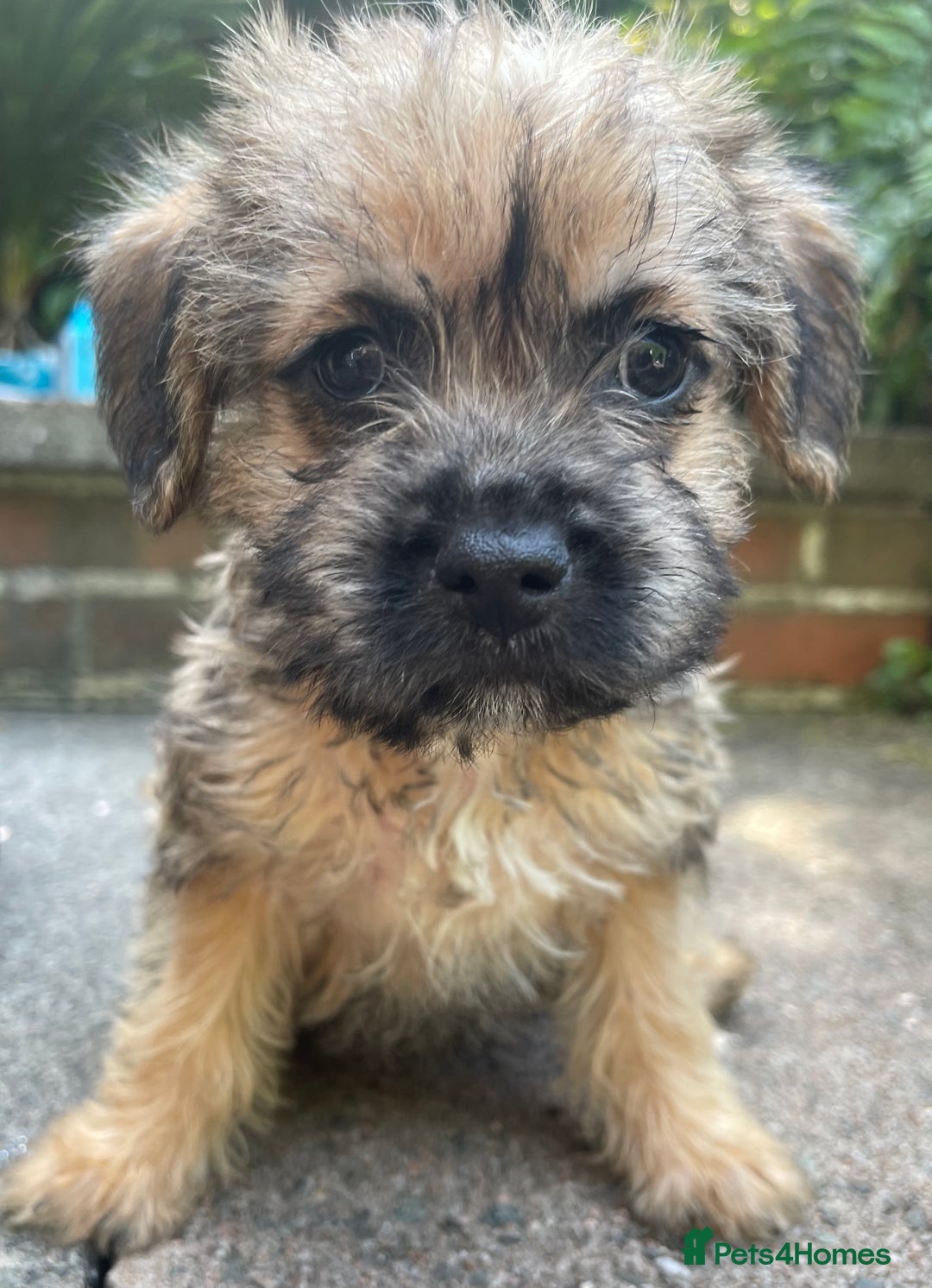 Mixed Breed dogs for sale: ❤️Beautiful Border Terrier cross puppies for sale. - Image 7