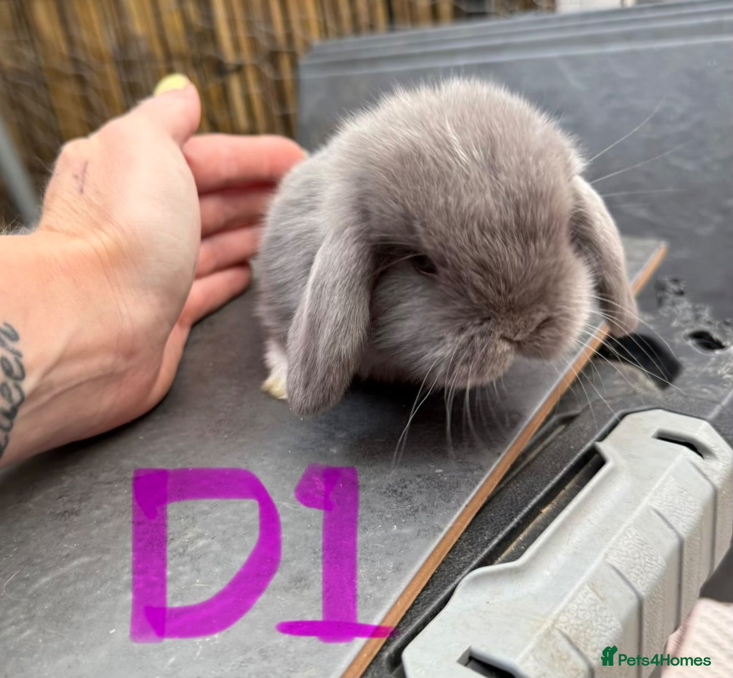 Mini Lop rabbits 6 Pure Mini Lops 🩶 Leave 25th July  - Advert 2