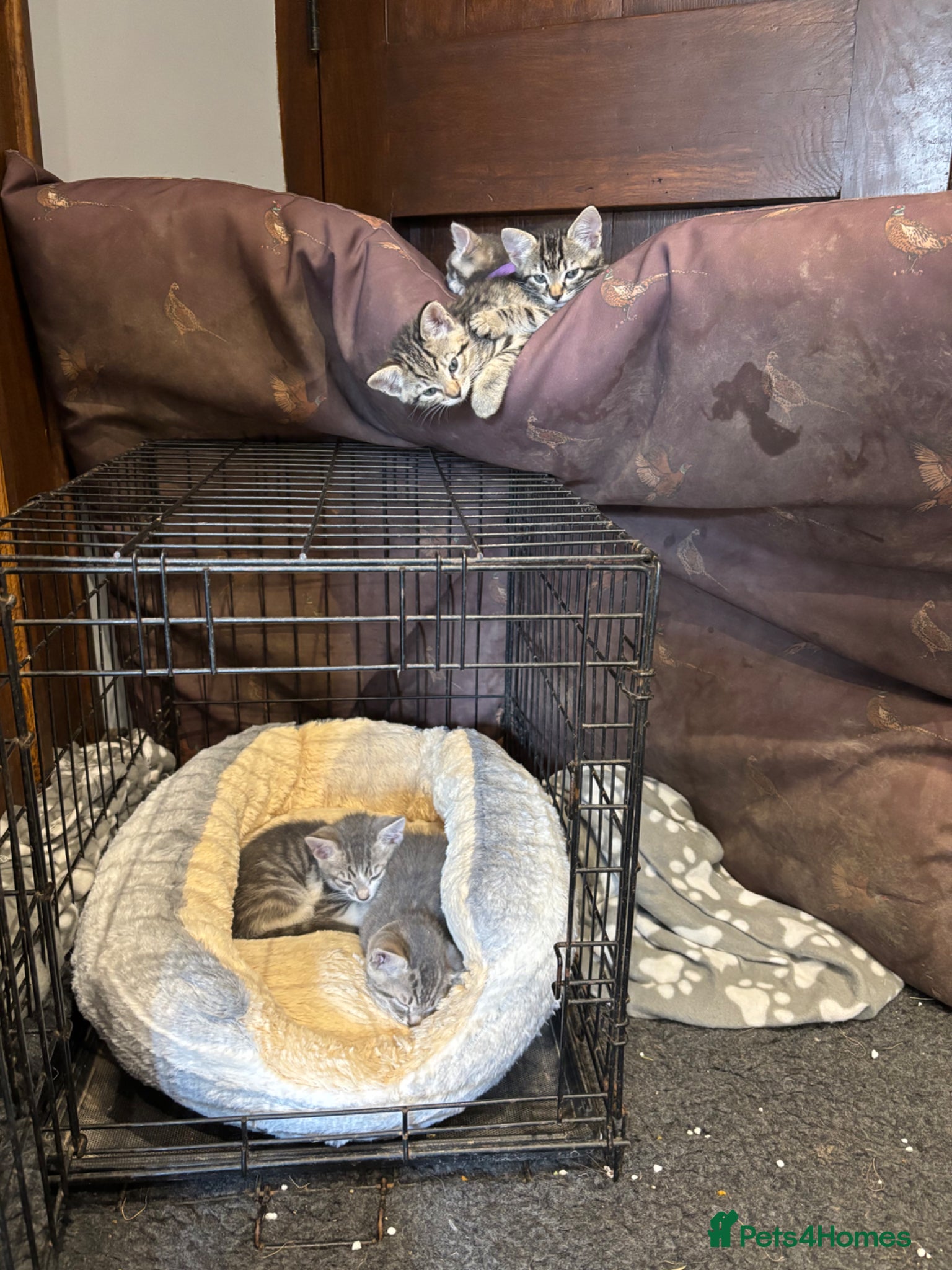 Mixed Breed cats for sale: Gorgeous Kittens Looking for 5* Forever Homes  - Advert 6