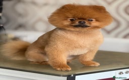 Pomeranian dogs for sale: Xs teddy face Pomeranian  - Image 21