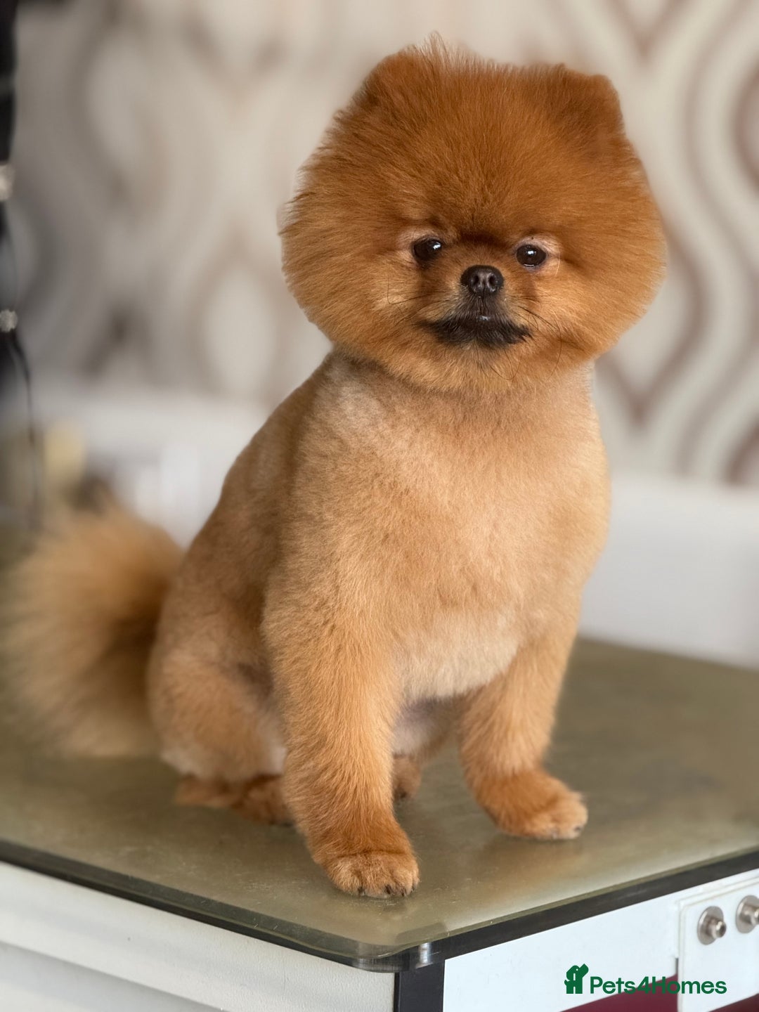 Pomeranian dogs for sale: Xs teddy face Pomeranian  - Image 21
