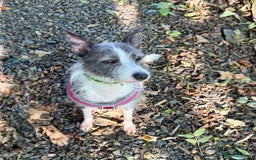 Mixed Breed dogs for adoption: FOR ADOPTION - BUBBA – BEAFORD, DEVON  - Image 4